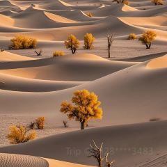 魏家羊羔肉(天山区店) User Photo