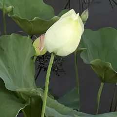 Azimaiti Baked Lamb Bun Restaurant User Photo