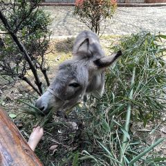 山里·落日小院·亲子营地·烤肉(云篆山店) 여행 사진