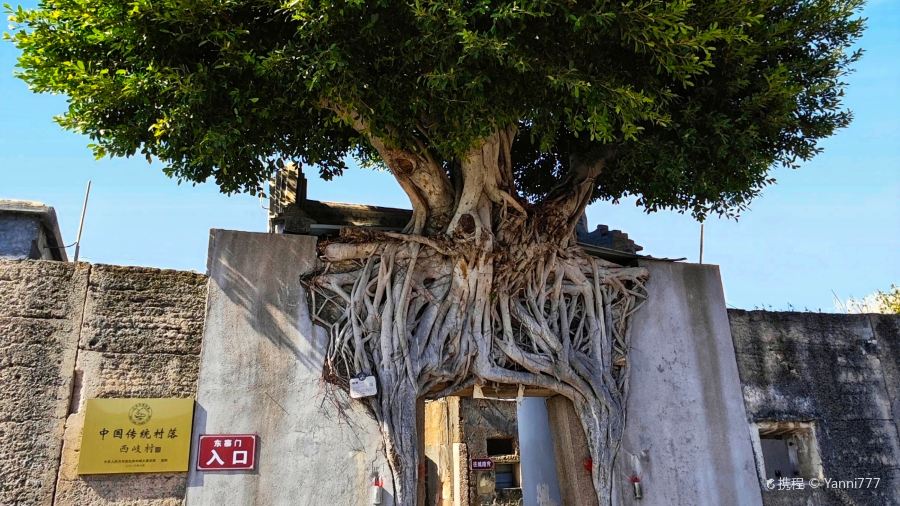 Yanjichangfen Noodles