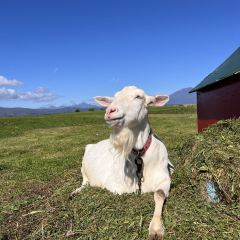 Lake Hill Farm User Photo