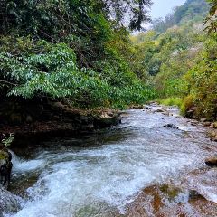 刮风寨纯正古树茶 User Photo