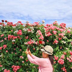 云间花境餐厅 User Photo