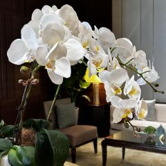 Yang Zi Xuan User Photo