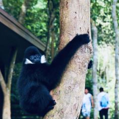 望天树雨林餐厅 User Photo