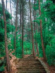 鐵山森林公園