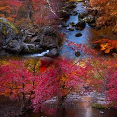 Number One User Photo