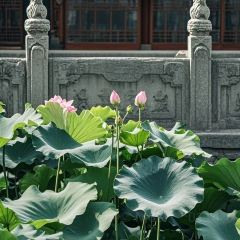 Baijiazhaobing User Photo