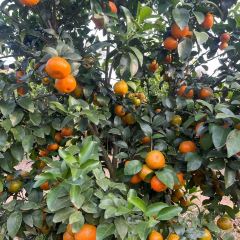 明味生態農莊張用戶圖片