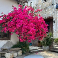 poker face coffee張用戶圖片