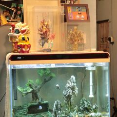 淡水時光張用戶圖片