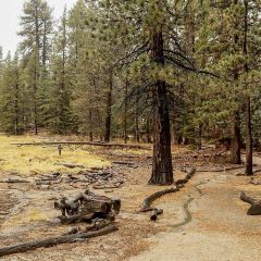 Pines Cafe at The Palm Springs Aerial Tramway Summit 여행 사진