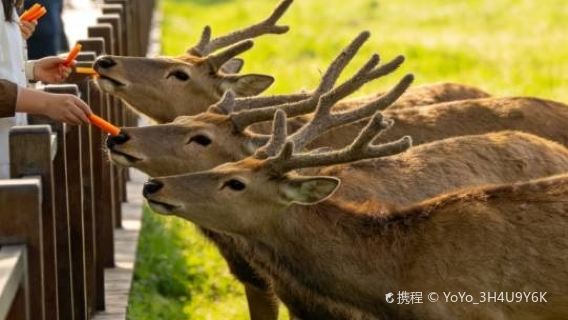 Swan Island Milu Deer Garden