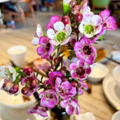 PIN CHINESE CUISINE User Photo