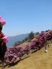 Shiwanmu Suoma Flowers Boluo Scenic Area