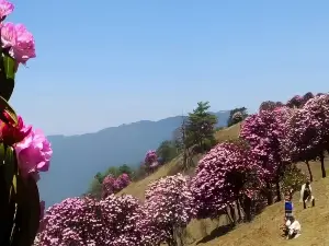 Shiwanmu Suoma Flowers Boluo Scenic Area