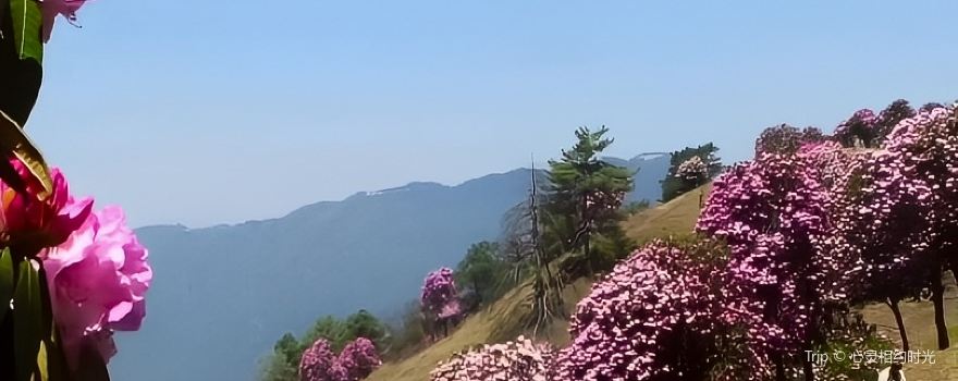 Shiwanmu Suoma Flowers Boluo Scenic Area
