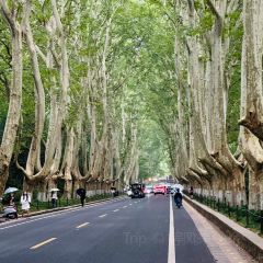 紫金山院張用戶圖片