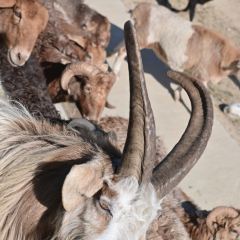 北庭院子 User Photo