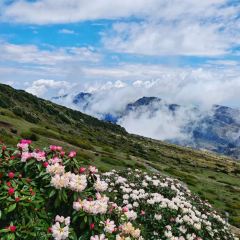 Zhan yi gong shi la zi Chicken (zhan yi) User Photo