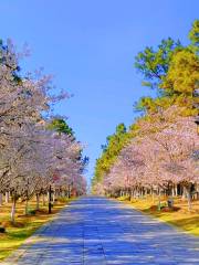 Qingbai River Cherry Blossom Festival