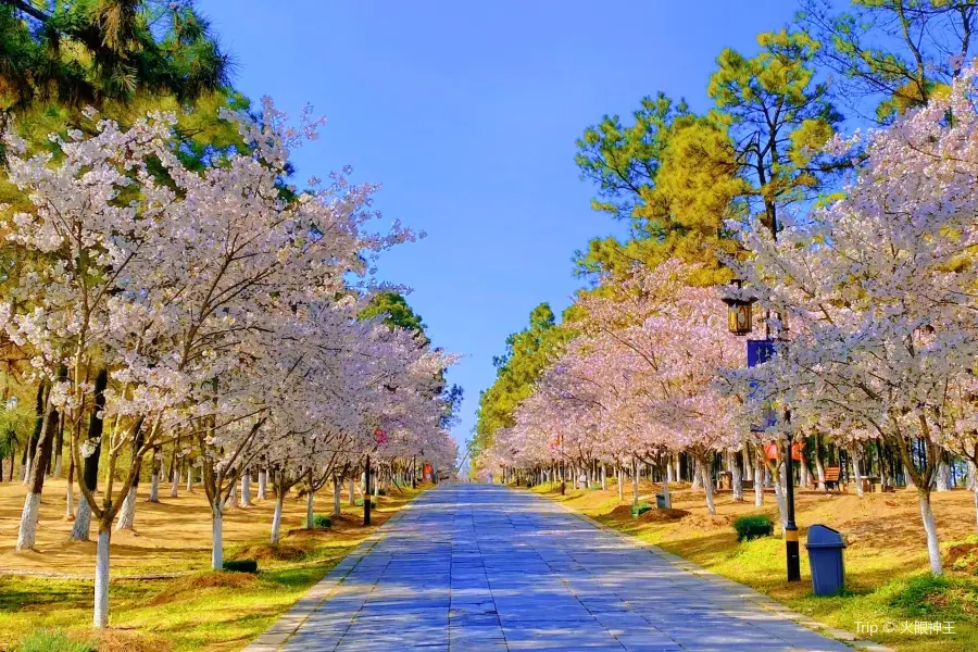 Qingbai River Cherry Blossom Festival