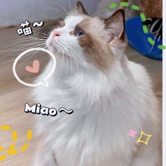 MioCat&Dessert猫咖 User Photo