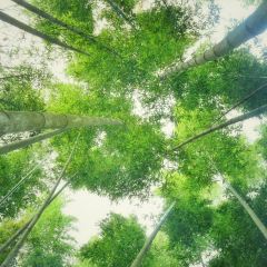 秀山湖畔張用戶圖片