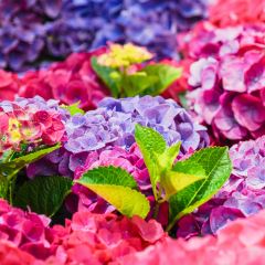 Manor Blanc User Photo