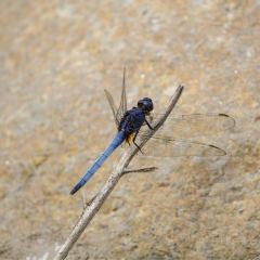 泉記燒鵝張用戶圖片