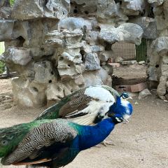 烤包子咖啡屋·洋食 User Photo