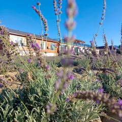 点将台星空营地(博乐赛里木湖店)·自助餐厅 User Photo