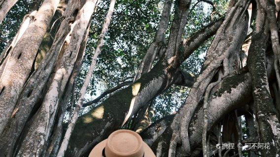 Shangjingkan Banyan Tree King