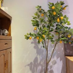 柒拾張用戶圖片