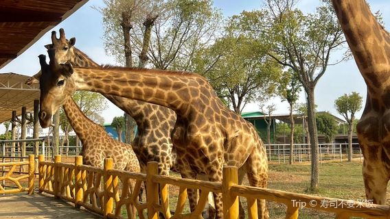 ping nan xiong sen dong wu da shi jie