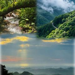 王阿姨梅花糕 User Photo