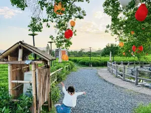 路西空中茶園