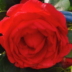 Jiahuabingwu (jinseguangchang) User Photo