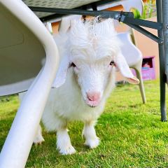 岭澜食尚 User Photo