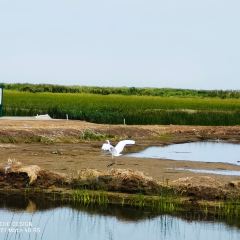 乌梁素海 User Photo