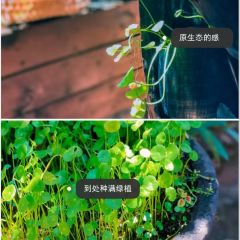 YUAN XIANG REN SHU SHANG GA FEI WU User Photo