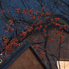 拾光餐集(东壁村店) User Photo