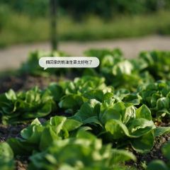 良壤有机庄园 User Photo