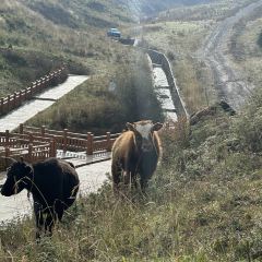 诺日朗卡观景台餐厅 User Photo