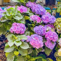 海如的花園張用戶圖片