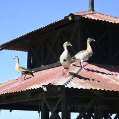 Lake Naivasha Country Club User Photo