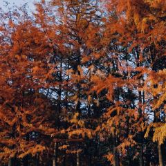 秀嫂挞粿 User Photo