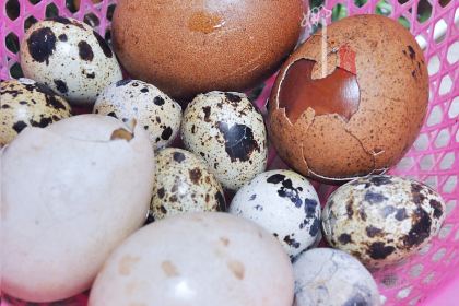 瘦鬼老档糖水铺