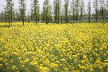 大冰的小屋(西塘店)