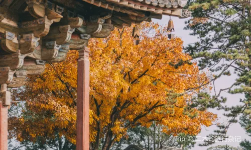 독락사(두러쓰)